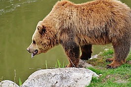熊,wildpark 地點(diǎn),馬熊