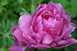 郁金香,花瓣,紫色