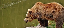 熊,wildpark 地點,馬熊
