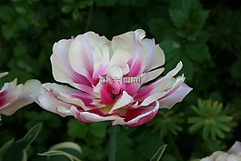 郁金香,花瓣,紫色