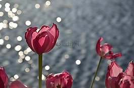 水,波,花