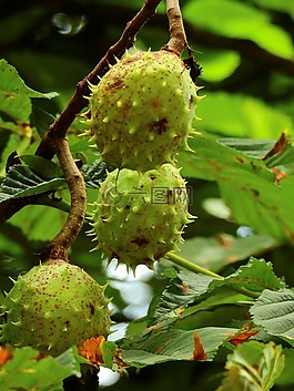 性質,板栗,帶動