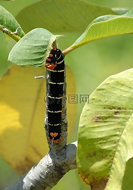 蠕蟲,動物,性質(zhì)
