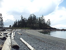 漂流木,樹(shù),水