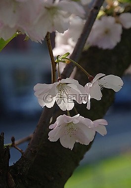 春天,鮮花,開花