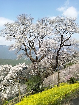 日本,高知县,niyodogawa镇
