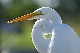 起重機,白,鳥