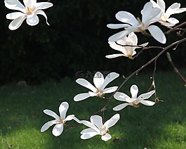 花,植物區(qū)系,花瓣