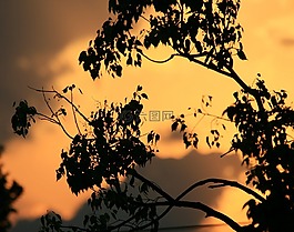 天空,日落,金橙