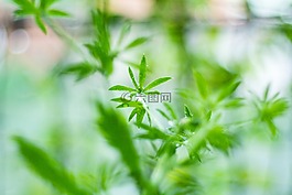 綠色,樹(shù),自然