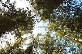 樹木,天空,光