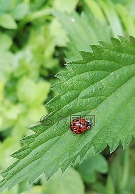 性質(zhì),瓢蟲(chóng),植物