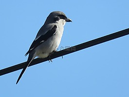 鳥(niǎo),動(dòng)物,嘴