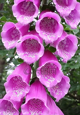 頂針,粉紅色,夏季