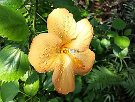 芙蓉,假期,黄色
