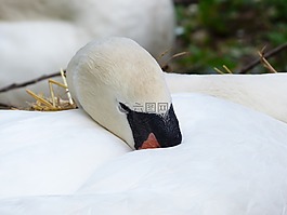 天鵝,睡眠,休息