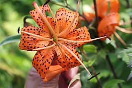 花,花園,百合