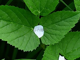 花瓣,ganguly,性质