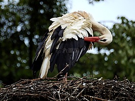 鸛,鳥,鳥巢
