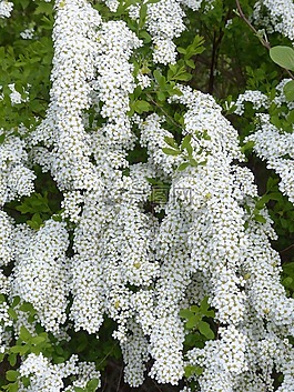 新娘 spiere,觀賞灌木,鮮花