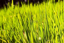 綠色,草,自然