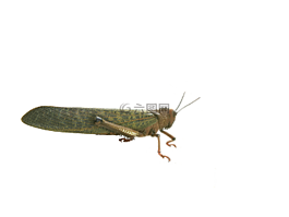 蝗蟲,板球,動物