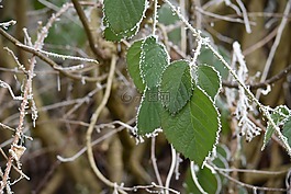 冬天,eiskristalle,冷
