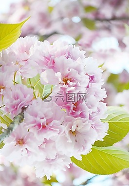 春天,街,木材