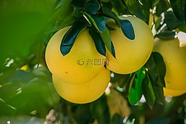 蜜柚,柚子,福建