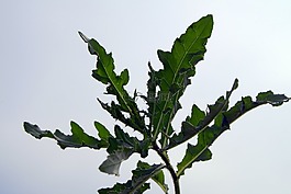水飞蓟,蒺藜,叶子
