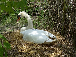 天鵝,品種,鳥(niǎo)巢