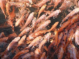 魚,自然,海洋生命