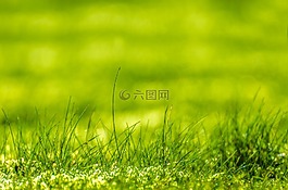 綠色,增長,概念