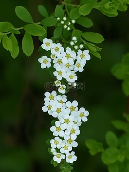 新娘 spiere,觀賞灌木,鮮花