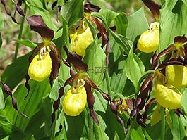 frauenschuh,開(kāi)花,蘭花