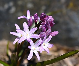 花,開花,廠