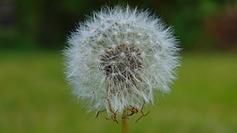 蒲公英,花,植物