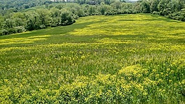 原野,野生草,自然