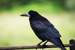 動物,鳥,性質(zhì)