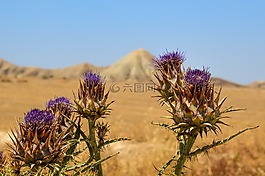 薊,花,植物