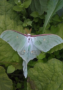 萨luna,actias luna,重要的蛾