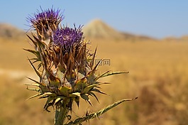 薊,花,植物
