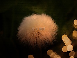 cottongrass,scheuchzer wollgras,开花