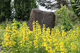 鮮花,石,性質