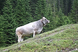 牛,陡,上山