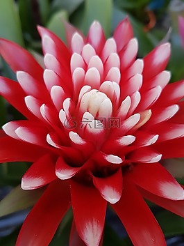 花,熱帶,異國(guó)情調(diào)