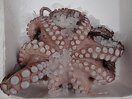 八達通,魚,魷魚