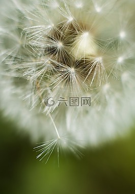 蒲公英,關(guān)閉,花