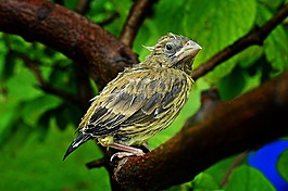 鳥,鳥-小雞,小雞