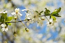 春天,蓝色,天空